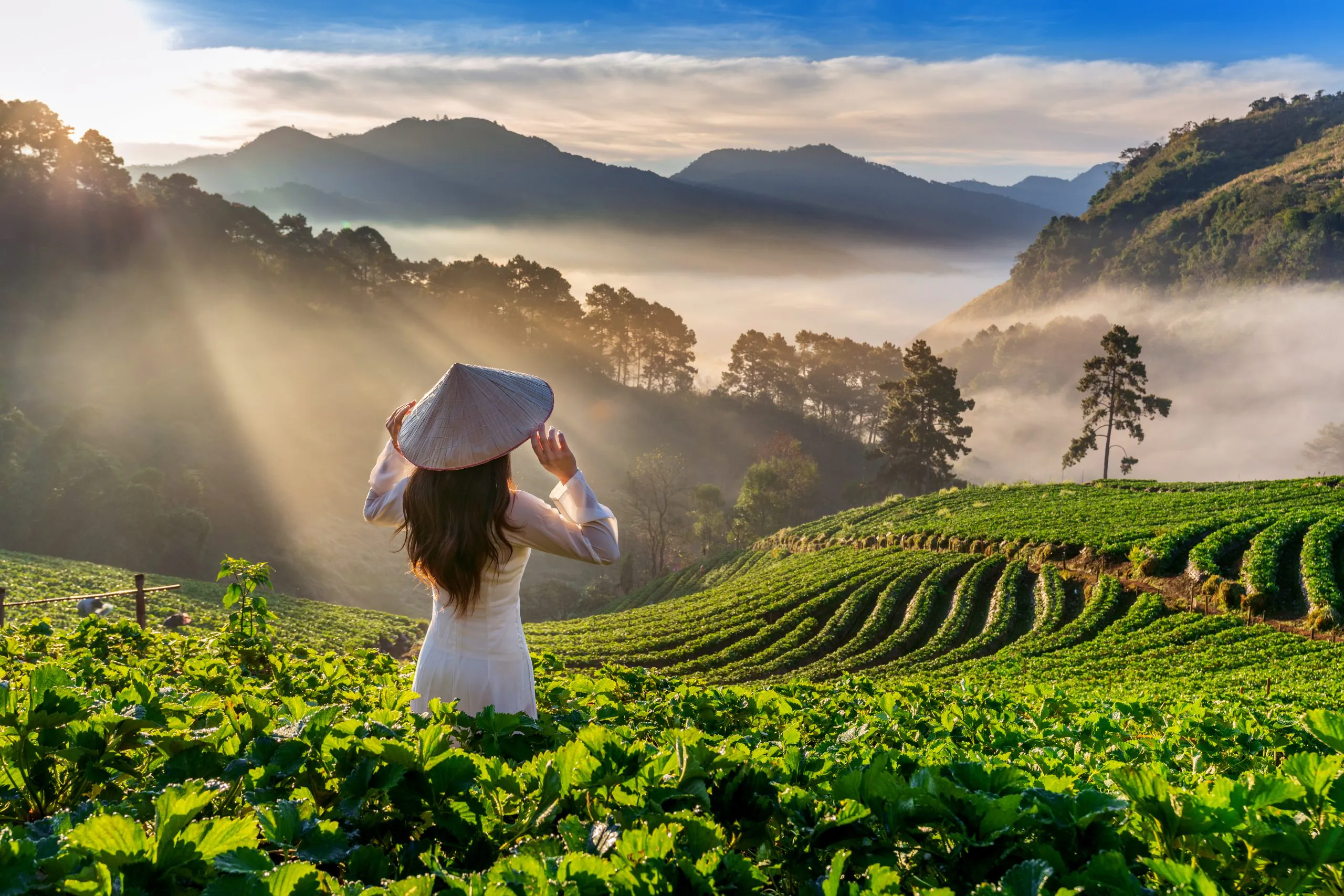 Asian woman wearing Vietnam culture traditional in strawberry ga